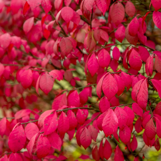 Burning Bush Live Plants - 8 Inch - Bare Root - Euonymus alatus