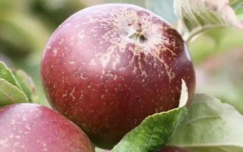 Dabinett Apple Seeds - 25+ Pack for Garden Planting - Malus domestica - USA
