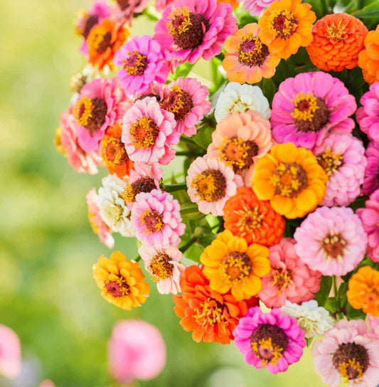 Zinnia Seeds Pack - Button Box Mix - Petite Dwarf Short - Non-GMO - 500 Seeds - Zinnia elegans