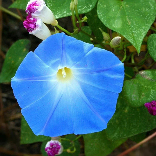Heavenly Blue Morning Glory Seeds - 100+ Count - Ipomoea tricolor - Ideal for 2025 USA Garden Planting