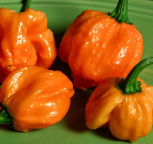 Orange Scotch Bonnet Pepper Seeds - 20+ Hot Caribbean Variety - Capsicum chinense - Vegetable Garden Seeds