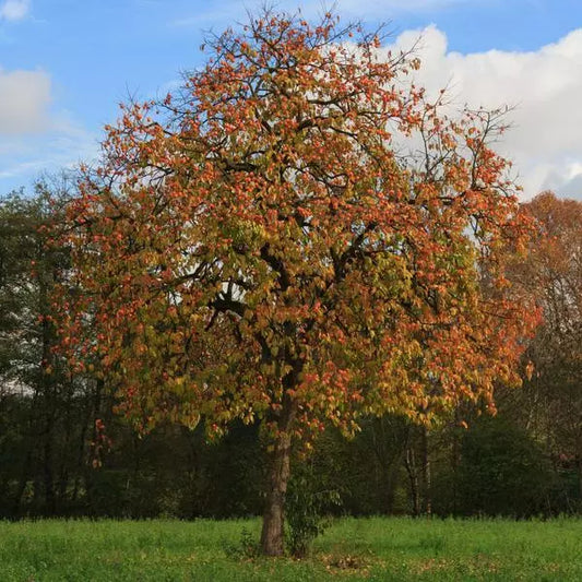 American Persimmon Live Starter Plant 12-16 Inches Diospyros virginiana, Fast-Growing Edible Fruit, Wildlife Food Plant