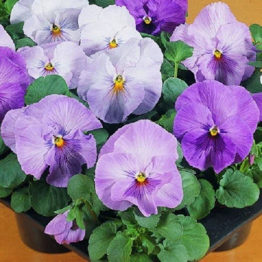 Pansy Seeds - 50 Count Clear Lavender Flower Seeds - Viola tricolor
