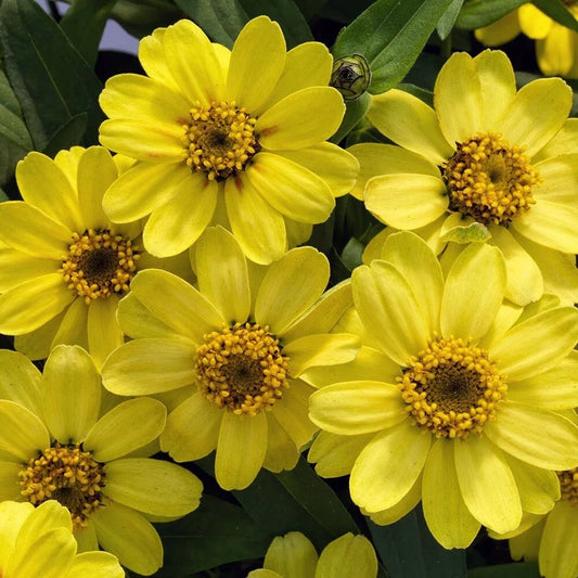Profusion Lemon Zinnia Seeds - 100+ Seeds for Garden Planting - Zinnia elegans - USA