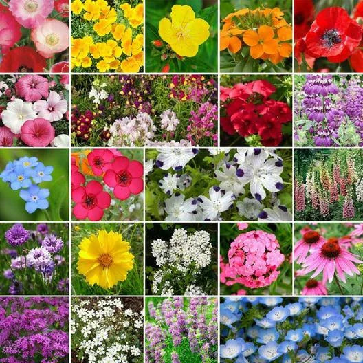Wildflower Seed Pack - 3000+ Assorted Non-GMO Seeds - Partial Shade Mix - Native Wildflowers