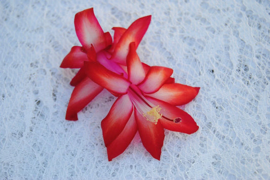 Christmas Cactus Starter Plant - Sunburst Fantasy - Schlumbergera Truncata - Healthy Well-Rooted Small Plant
