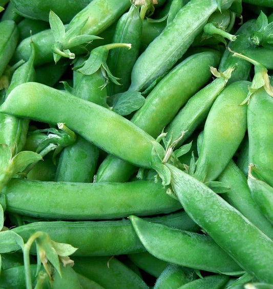 Sugar Snap Pea Seeds 25 Ct Heirloom Non-GMO Vegetable Garden Pods Pisum sativum