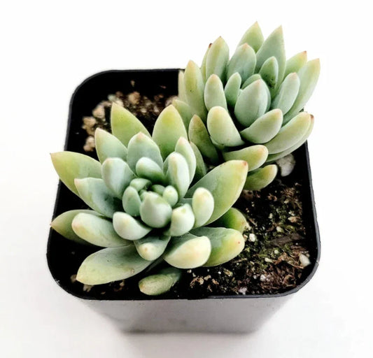 Sedeveria 'Silver Frost' Succulent Live Plant 2 Inch | Indoor Home Garden Decor | Low Maintenance Succulent