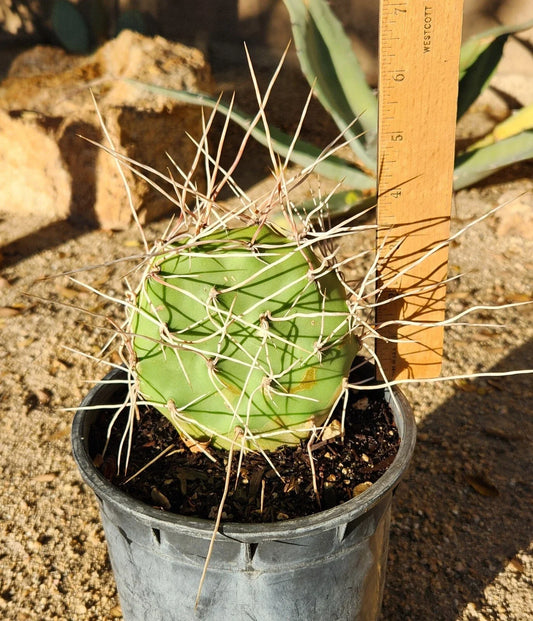 Opuntia Sulphurea Prickly Pear Cactus Pad Cutting - Live Rooted Segment - Unique Succulent Plant for Home Garden