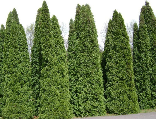 Thuja Tree Seeds - White Cedar Arborvitae (Thuja occidentalis) - Fast Growing Bulk Seeds