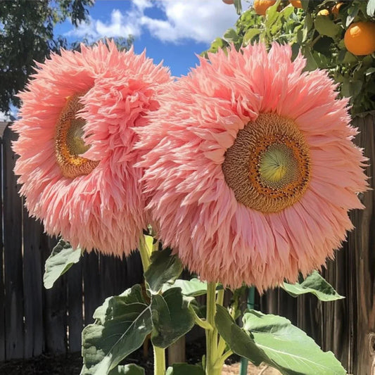 Pink Giant Teddy Bear Sunflower Seeds - 50pcs Fluffy Double Blooms - Helianthus annuus