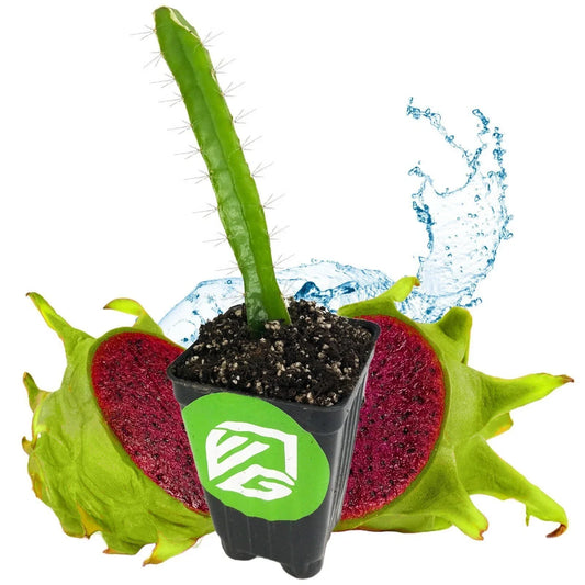 Edgar's Baby Dragon Fruit Plant - 3-Inch Pot - Hylocereus undatus - Live Cactus for Home Garden or Indoor Decor
