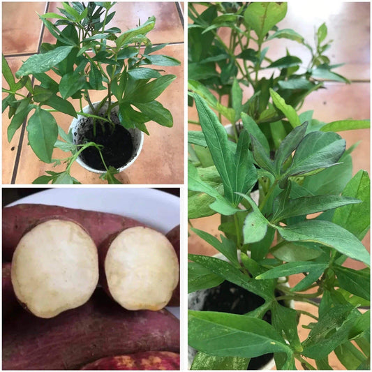 Rooted Red Skin White Sweet Potato - Khoai Lang Ruột Trắng - In Cup