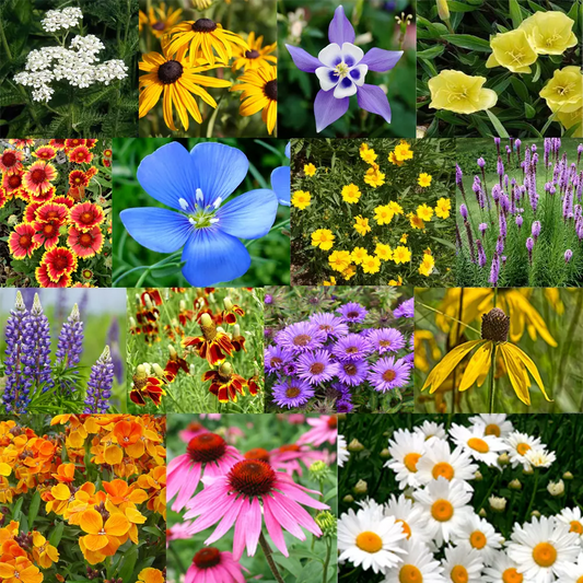 Perennial Flower Seed Mix | 17 Varieties | Colorful Wildflowers for Garden | Ideal for Pollinators and Easy to Grow