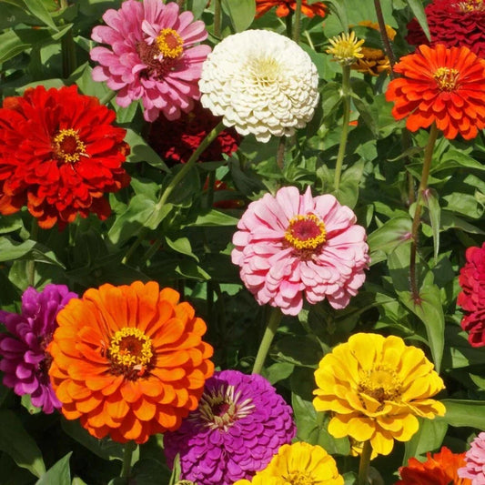 Zinnia Seeds - 100+ State Fair Mix - Colorful Garden Flowers - Zinnia elegans - USA