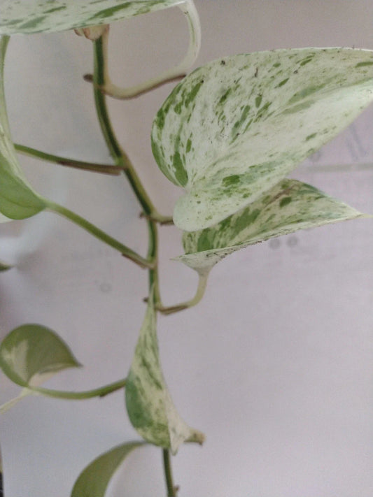 Pothos Cuttings 2-3 Nodes Non-Rooted Epipremnum Aureum Green Houseplant Cuttings