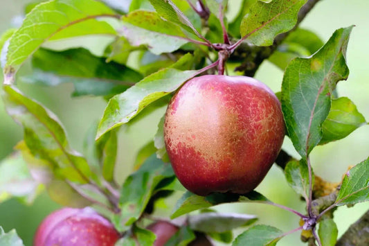 Wisley Crabapple Seeds - 25+ Seeds for Garden Planting - Malus domestica - USA