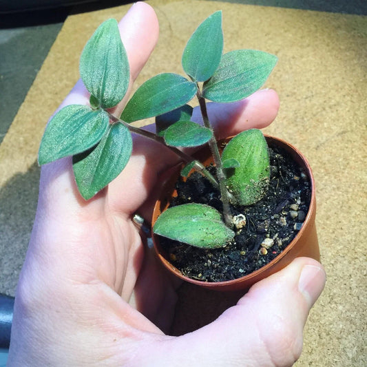 Tradescantia Starter Plant - 'Baby Bunny Bellies' - RARE Soft Foliage - Tradescantia chrysophylla