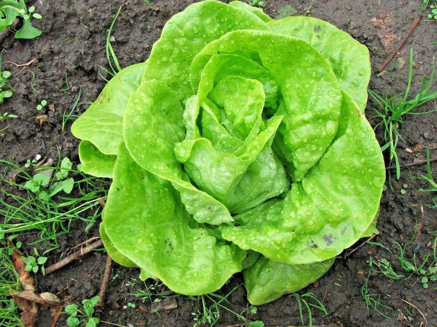 Tom Thumb Lettuce Seeds - Organic Romain Leaf Variety for Spring & Fall Garden - Perfect for Containers (Lactuca sativa)