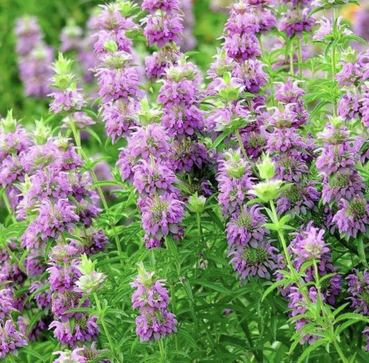 LEMON MINT SEEDS - 400+ Non-GMO Monarda citriodora - Perennial Herb for Aromatic Gardens and Culinary Use