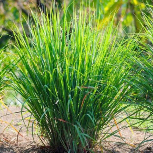 Lemon Grass Seeds 50+ Non-GMO Fresh Cymbopogon citratus Garden Seeds USA