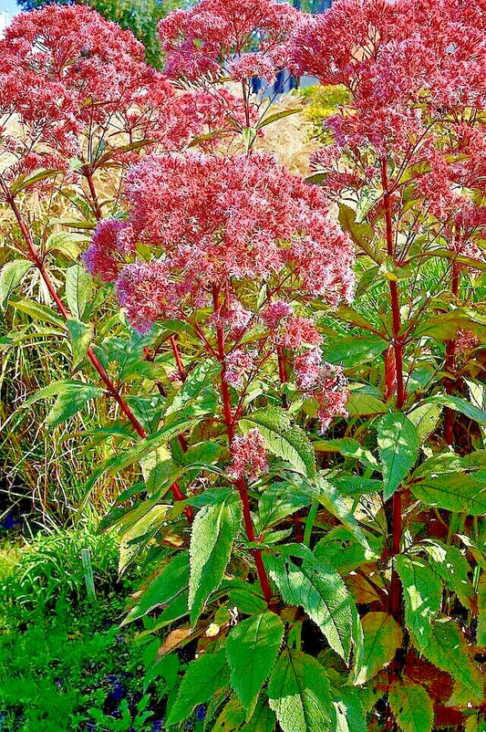 Joe Pye Weed Seeds 1000 Count, Bonset, Eupatorium purpureum, Tall Wildflower, Bulk Wildflower Seed