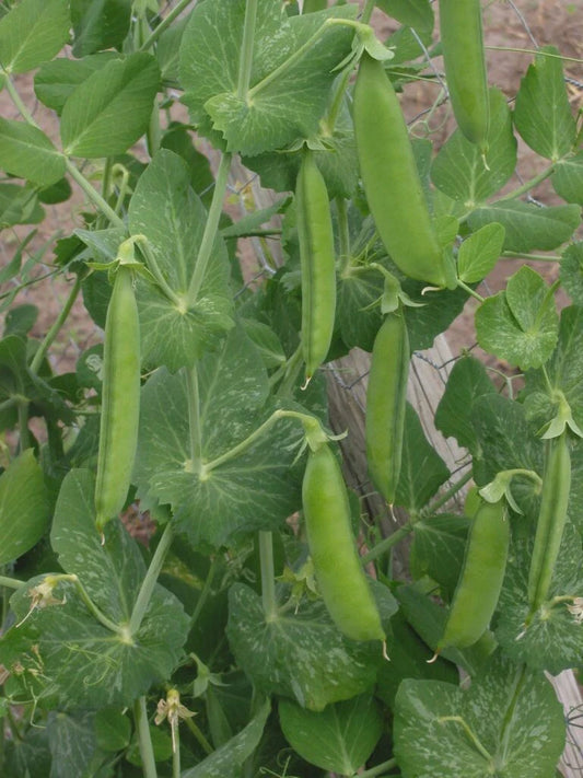 Lincoln Shell Garden Pea Seeds, Non-GMO, Sweet Homesteader Variety, Pisum sativum, Free Shipping