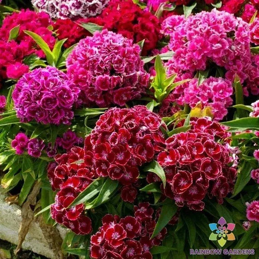 Pinocchio Mix Carnation Seeds - 200+ Pack for Garden Planting - Dianthus caryophyllus - USA Quality