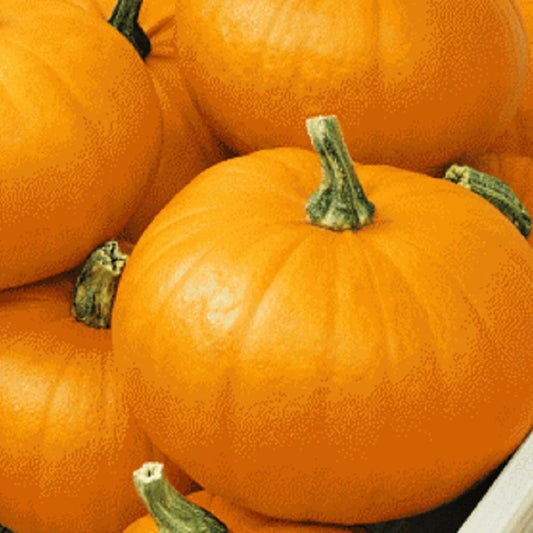 Spookie Pumpkin Seeds | NON-GMO Heirloom | Fresh Garden Seeds | Cucurbita pepo