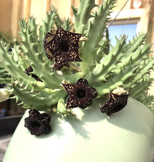 3 Huernia Stapelia Orbea Succulents - Saudi Arabica Offsets - Unique Cactus Collection