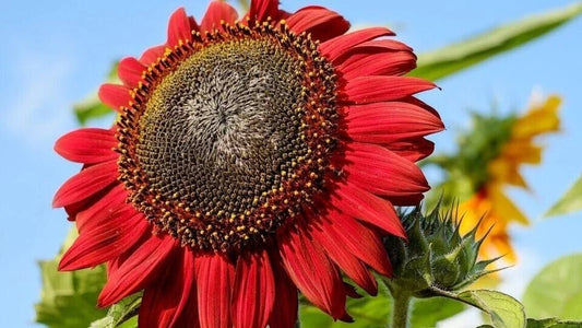 Red Sunflower Seeds - 10+ Heirloom NON-GMO Rare Seeds - Helianthus annuus