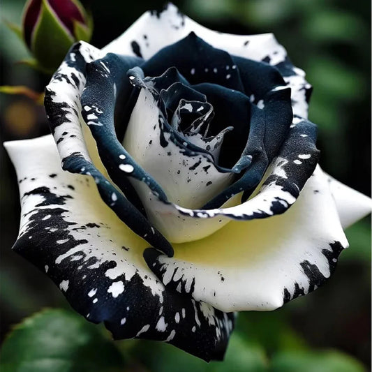 Rare Black & White Rose Seeds - 20pcs Non-GMO Heirloom Garden Seeds - Unique Floral Variety for Planting