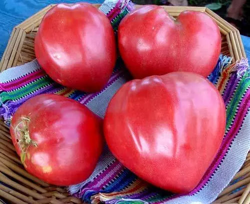Oxheart Tomato Seeds - Giant, Huge, NON-GMO, Heirloom Variety - Perfect for Home Gardens