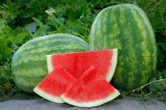 50 Seedless Watermelon Seeds for Planting - Secretariat Variety - USA Grown