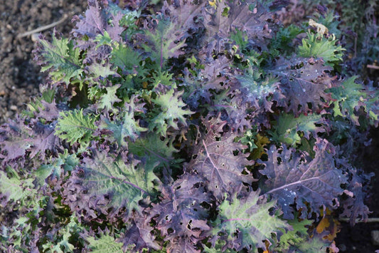 Red Russian Kale Seeds - NON-GMO, Ragged Jack Variety, Antioxidant-Rich, Heirloom Gardening Seeds
