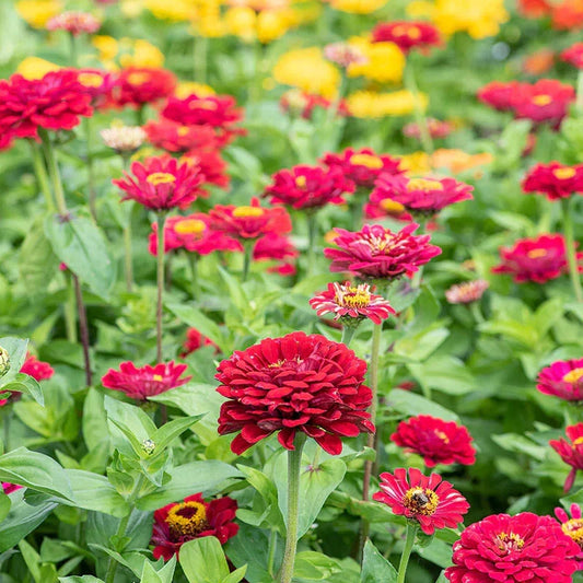 Zinnia Seeds - 100+ Count - Meteor Variety - Perfect for Garden Planting - Zinnia elegans