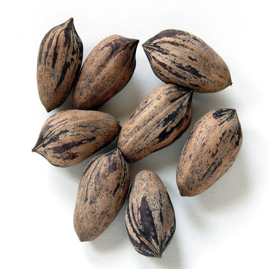 Northern Sweet Pecan Tree 5 Seeds, Hardy Zone 5, Edible Nuts, Carya illinoinensis