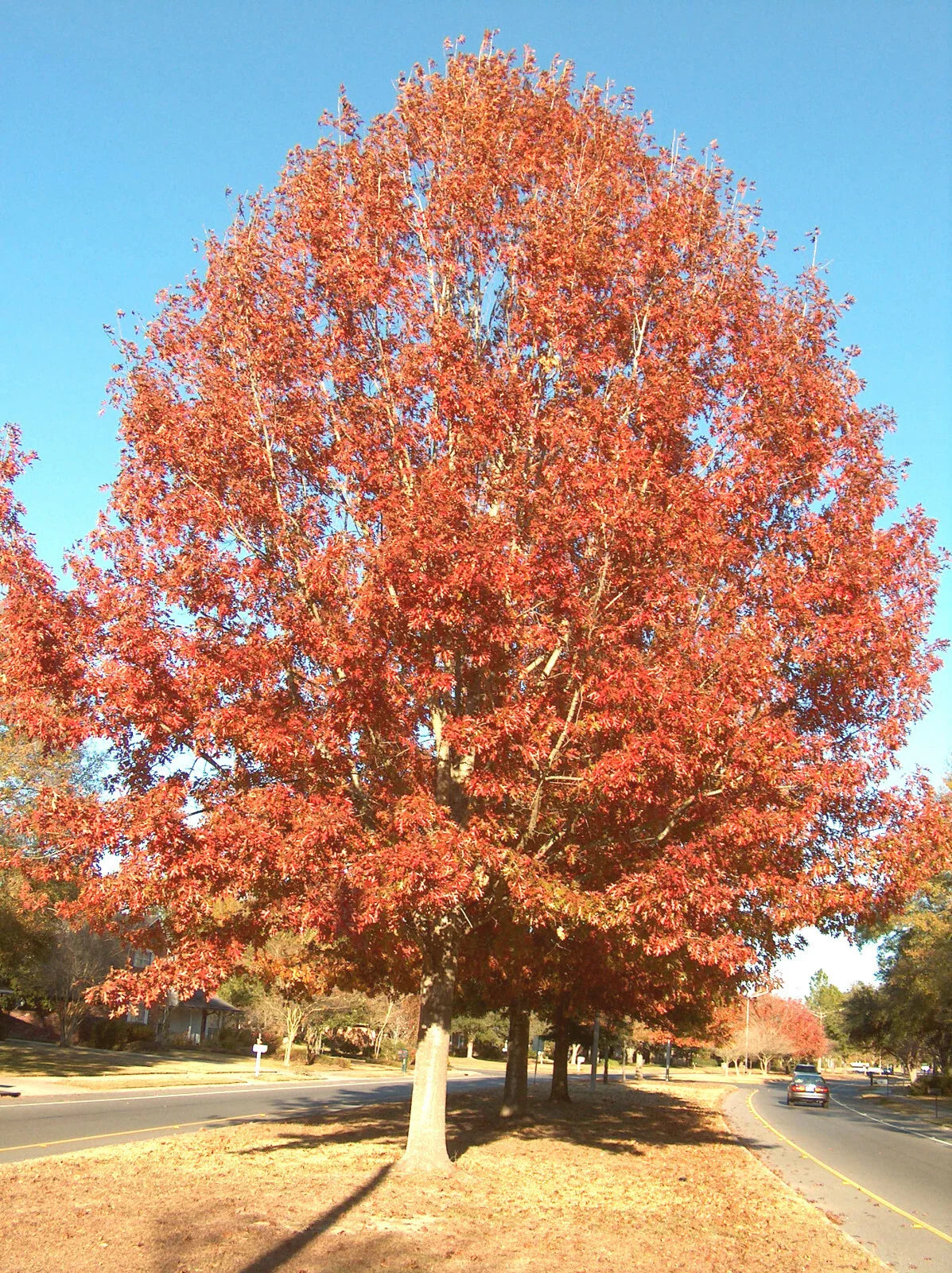 Cherrybark Oak Tree Live Plant 12-16" Set of 2 Quercus pagoda Bare Root