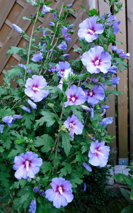 Live Rose of Sharon Plant - Blue Bird Variety, Hibiscus syriacus, Blue/Violet Flowers