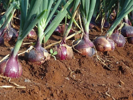Red Creole Onion Seeds - 150 to 10K Count - Short Day Variety - Allium cepa - Root Rot Resistant, Long Shelf Life