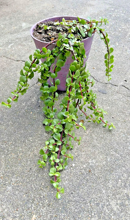 Rare Variegated Portulacaria Afra 'Aurea' Elephant Bush Jade Bonsai 1 Gallon - Unique Succulent Plant for Indoor Decor
