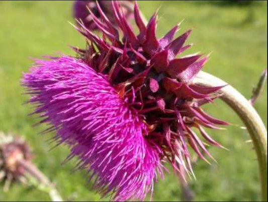 Musk Thistle Seeds - 200+ Pack for Garden Planting - Cirsium arvense - USA Grown