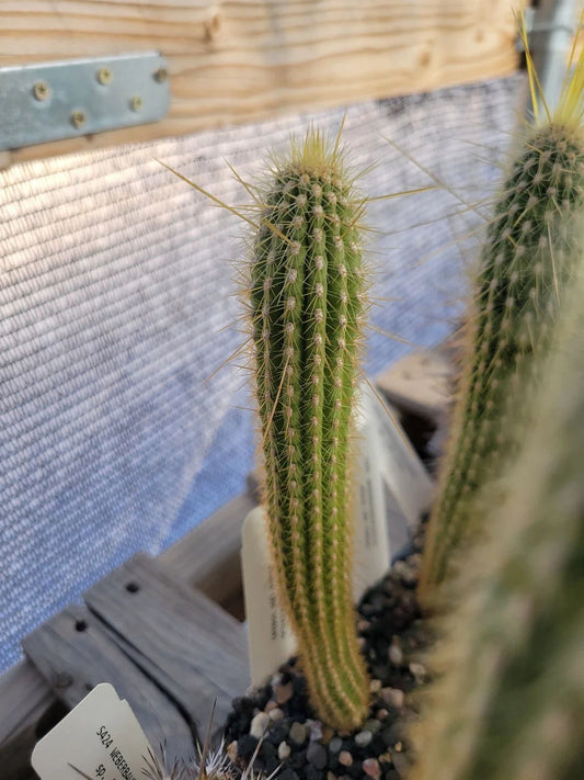 Weberbauerocereus albus Cactus - Succulent Plant RH 5562a - Rare Desert Plant for Collection