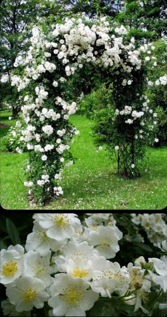 White Rose Bush Live Plant 2-3 Foot Bare Root | Rosa × alba | Fragrant White Blooms for Gardens or Landscapes
