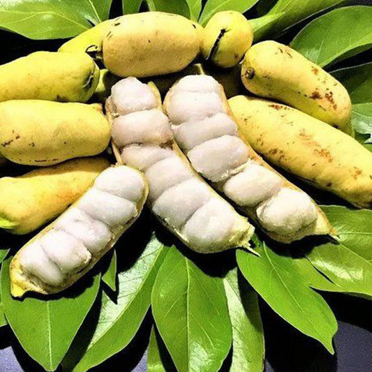 Live Ice Cream Bean Tree Seedling – 6" to 1 ft Tall – Edible Tropical Fruit Tree (Inga edulis)