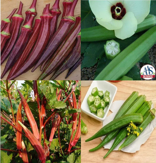 Okra Seeds Bulk Pack - Red Burgundy, Clemson Spineless, Jing Orange, Perkins - 150 Seeds - Vegetable Garden Variety