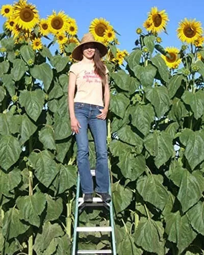 Skyscraper Sunflower Seeds - 50 Non-GMO Seeds - Helianthus annuus - USA Seller, Free Shipping