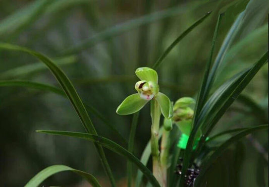 Easy Care Orchids Live Houseplant - Chinese Cymbidium Goeringii 春兰 - Air Purifying Indoor Plant