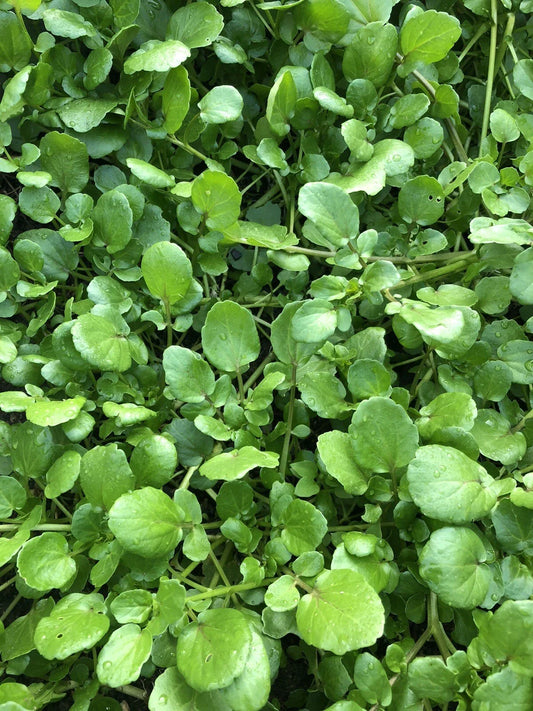 Watercress Live Plant with Roots - Fresh Aquarium Vegetables for Planting (Nasturtium officinale)