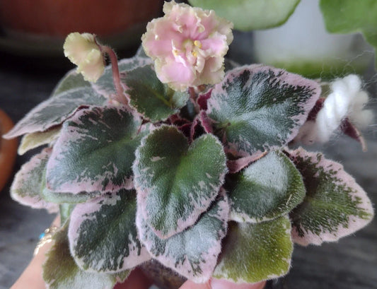 Mini African Violet Cuttings - 2 Fresh Unrooted Leaves - NL-KNYAGINYA Ol’ga - Perfect for Propagation and Plant Lovers